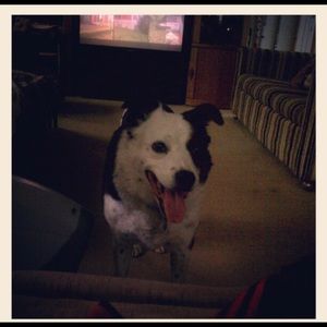 Meet your Posher, Abby